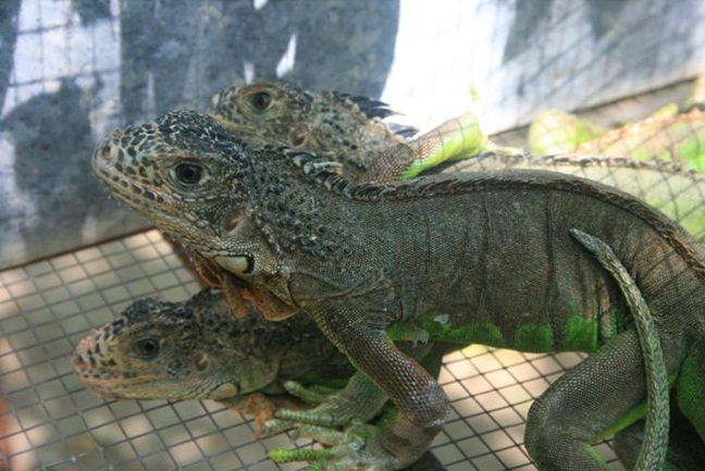 Reseña del iguanario de cozoaltepec, iguanas